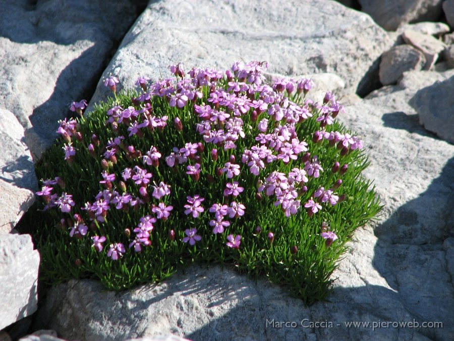 08_Acino Alpino.JPG - Silene a cuscinetto (Silene acaulis)